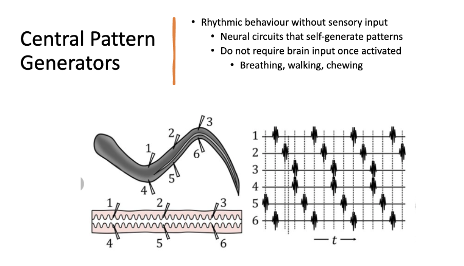 <p>ex: escape behavior by sea slugs </p>