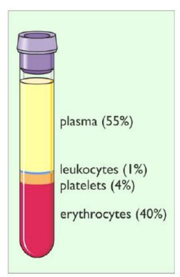 <p>Complex mixture of solutes &amp; cells suspended in plasma. Its functions include:</p><ul><li><p>transport of nutrients &amp; waste</p></li><li><p>forms tissue fluid</p></li><li><p>defends against foreign bodies</p></li></ul><p></p>