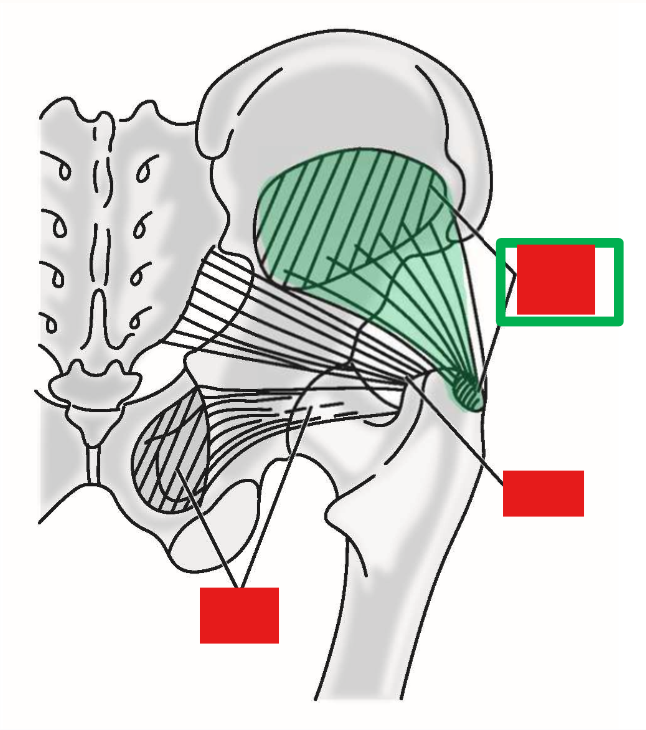 <p>Describe M. Gluteus minimus. Origin, Insertion, Action</p>