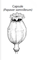 <p><strong>Dry Dehiscent Fruit:</strong> most common, derived from a compound ovary, release seeds in various ways.</p>