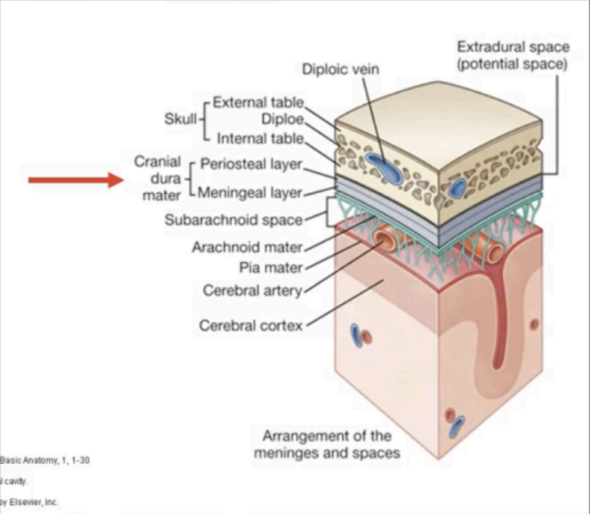 <p>DURA MATER</p>