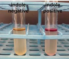 <ul><li><p><strong>Negative:</strong> Anything Else (surface lacks red layer/ring)</p></li><li><p><strong>Positive:</strong> Red Surface Layer/Ring</p><ul><li><p><strong>Explanation: </strong>This bacteria metabolizes tryptophan into indole.</p></li></ul></li></ul><p></p>