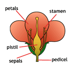 <p><span>Female reproductive part of a flower that produces ovules</span></p>