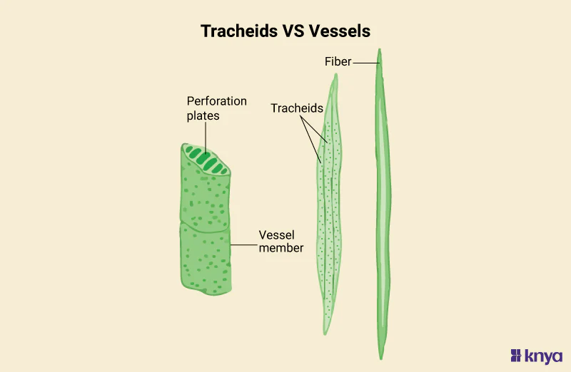 <p>What are tracheids and vessel elements?</p>