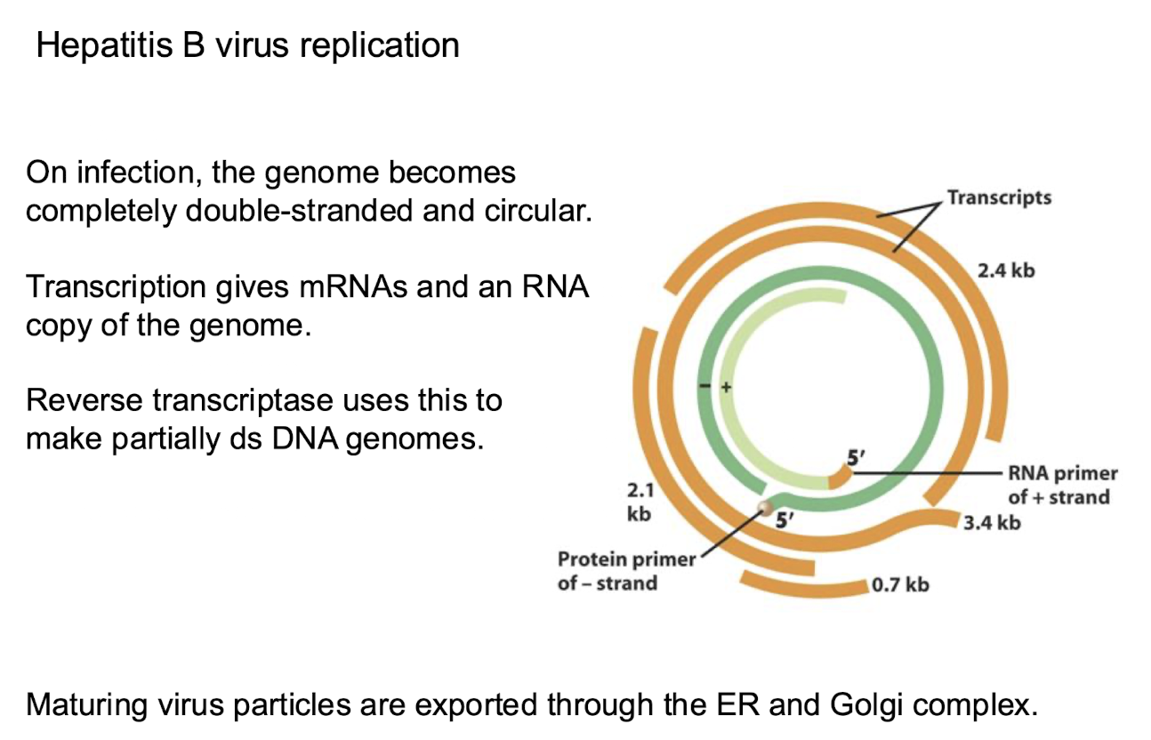 <ul><li><p><strong>Their partially dsDNA genome becomes fully ds + circular on infection</strong></p></li><li><p><strong>Host RNA polymerase II transcribes mRNAs and a</strong>n<strong> RNA copy of the genome</strong></p></li><li><p><strong>Reverse transcriptase copies the pregenomic RNA</strong> into <strong>partially dsDNA </strong></p></li><li><p><strong>Maturing virus particles are exported through the ER and Golgi </strong></p></li></ul><p></p>