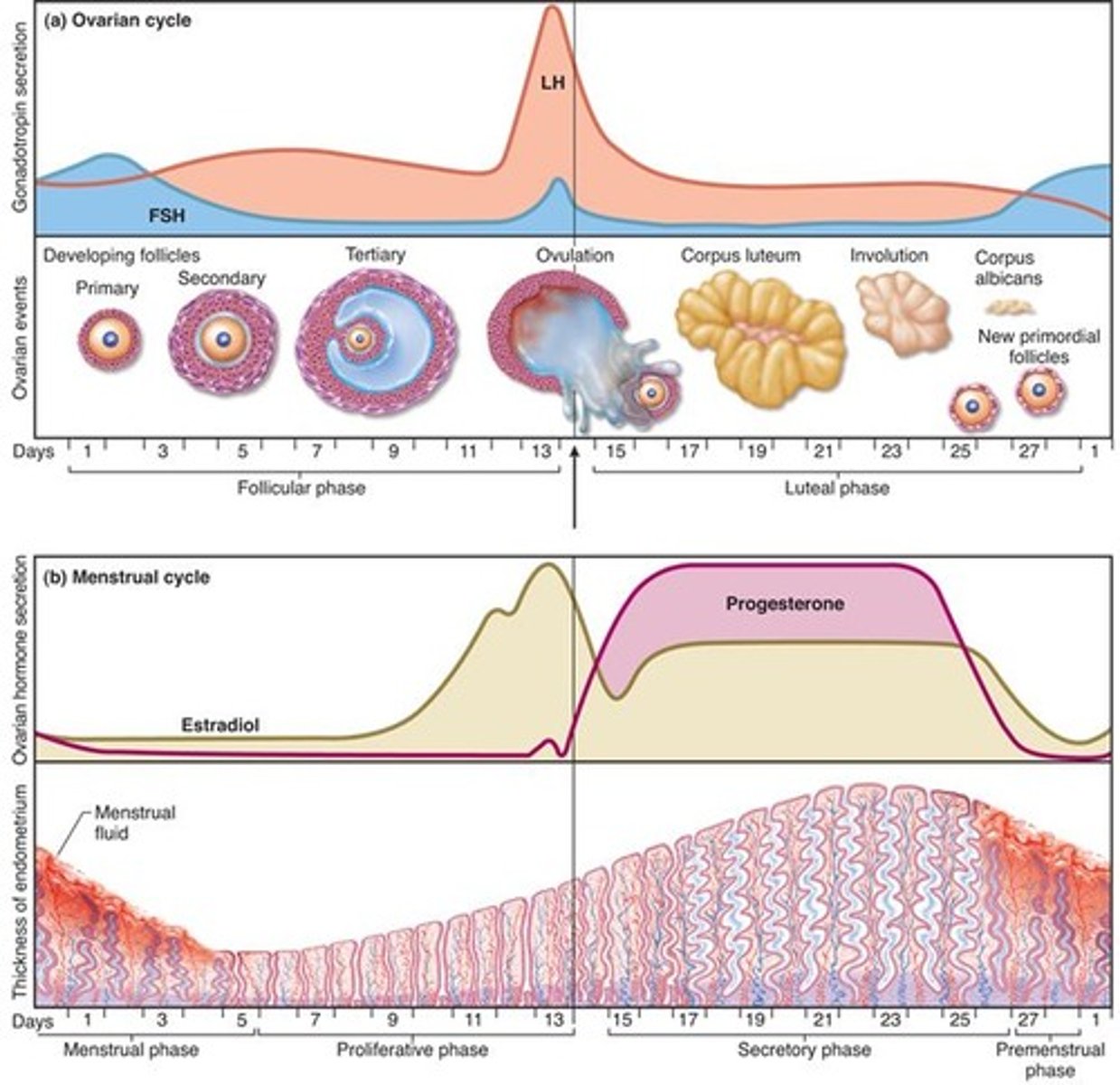 <p>layer of endometrial tissue (stratum functionalis) lost in last menstruation is rebuilt</p><p>-At day 5 of menstruation, the endometrium is about 0.5 mm thick</p><p>-Consists only of stratum basalis</p><p>-As new cohort of follicles develops, they secrete more and more estrogen</p><p>-Estrogen stimulates mitosis in the stratum basalis and the prolific regrowth of blood vessels regenerating the functionalis</p><p>-By day 14, it is 2 to 3 mm thick</p><p>-Estrogen also stimulates endometrial cells to produce progesterone receptors (Get ready for progesterone!)</p>