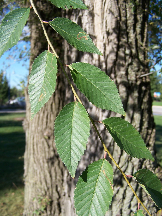 <p>Siberian elm</p>