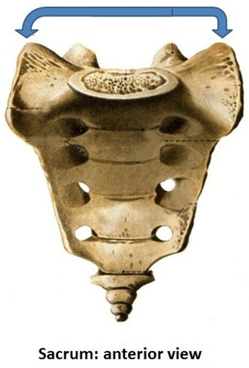 <p>wing-shaped structure</p>