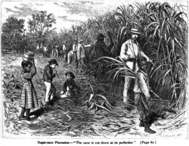 <p>Physical risks such as cuts from sharp, burns from boiling vats, and infections from insects lodged in wounds. </p>