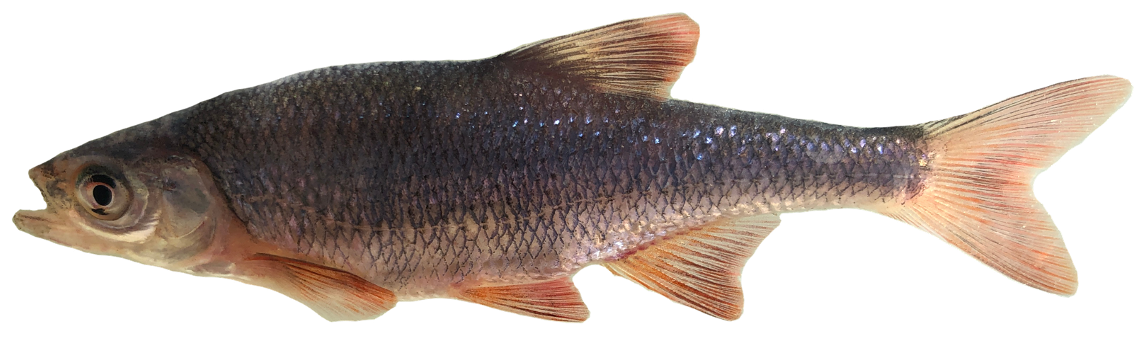 <p><span>-Red fins</span></p><p style="text-align: left;"><span>-10-12 Anal fin rays</span></p><p style="text-align: left;"><span>-Blotch near anterior portion of Dorsal fin</span></p>