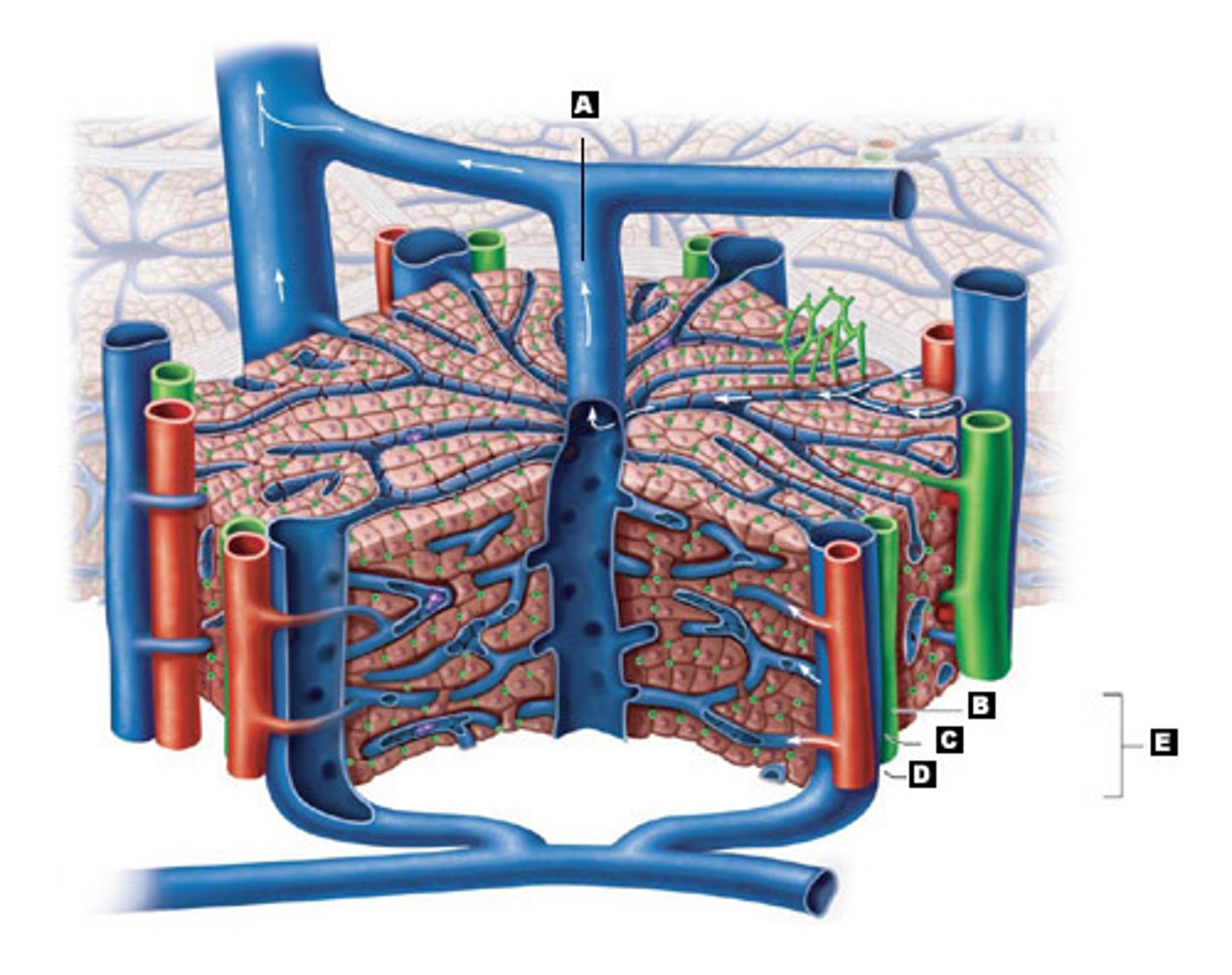 <p>Hepatic artery, hepatic portal vein, bile ducts</p>