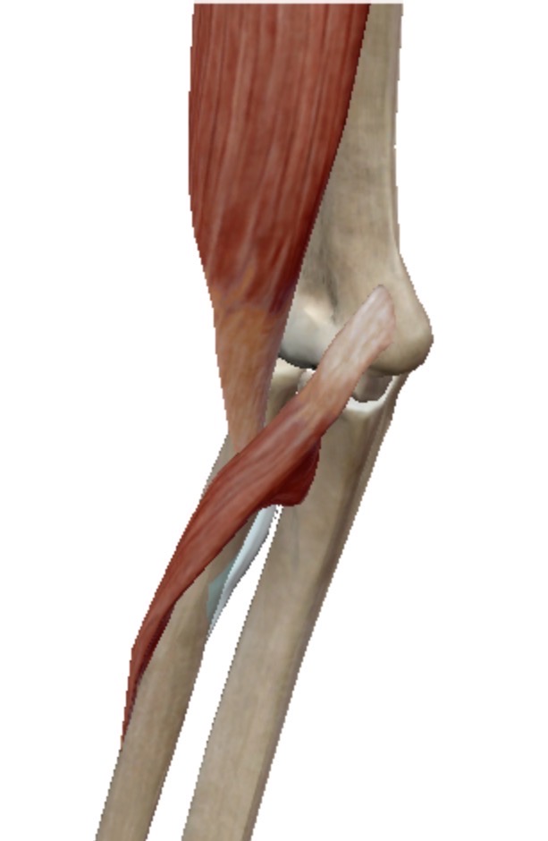 <p>Épicondyle médial de l’humérus et face antérieure de l’ulna sous l’insertion du muscle brachial</p>