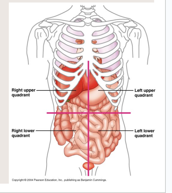 * Right Upper
* Left Upper
* Right Lower
* Left Lower