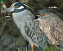 <p><span><span>Nyctanassa violacea </span></span></p>