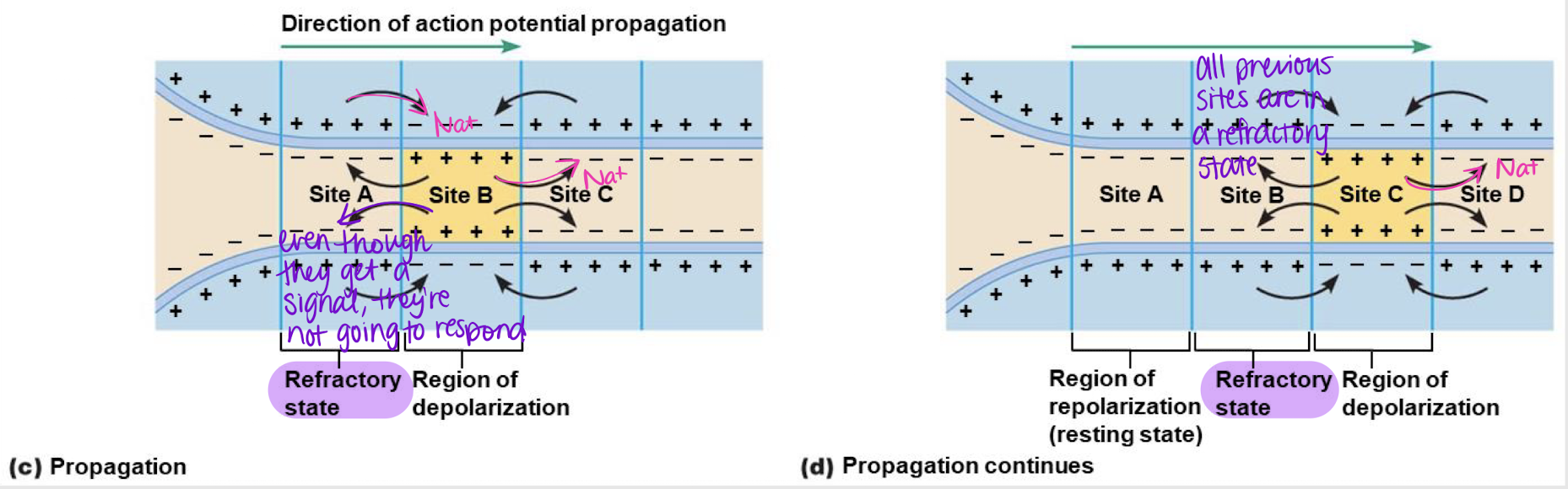 <p>relative refractory state/period</p>