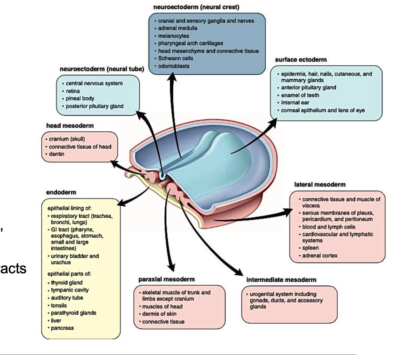 <p><span>what are the Two different epithelial tissues:</span></p>