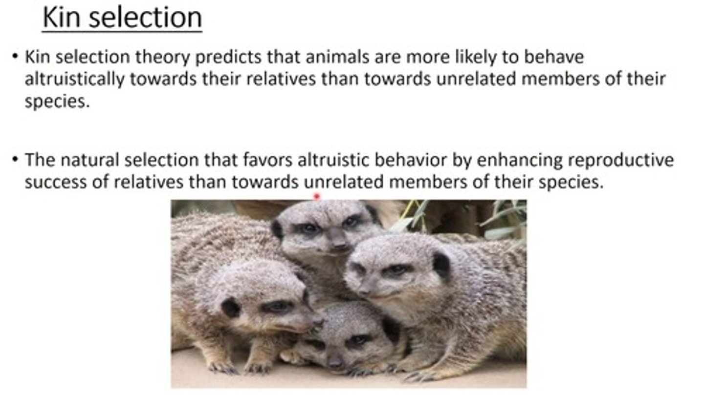 <p>Kin Selection would indicate that we tend to favor and act more altruistically toward those we are related to.</p>