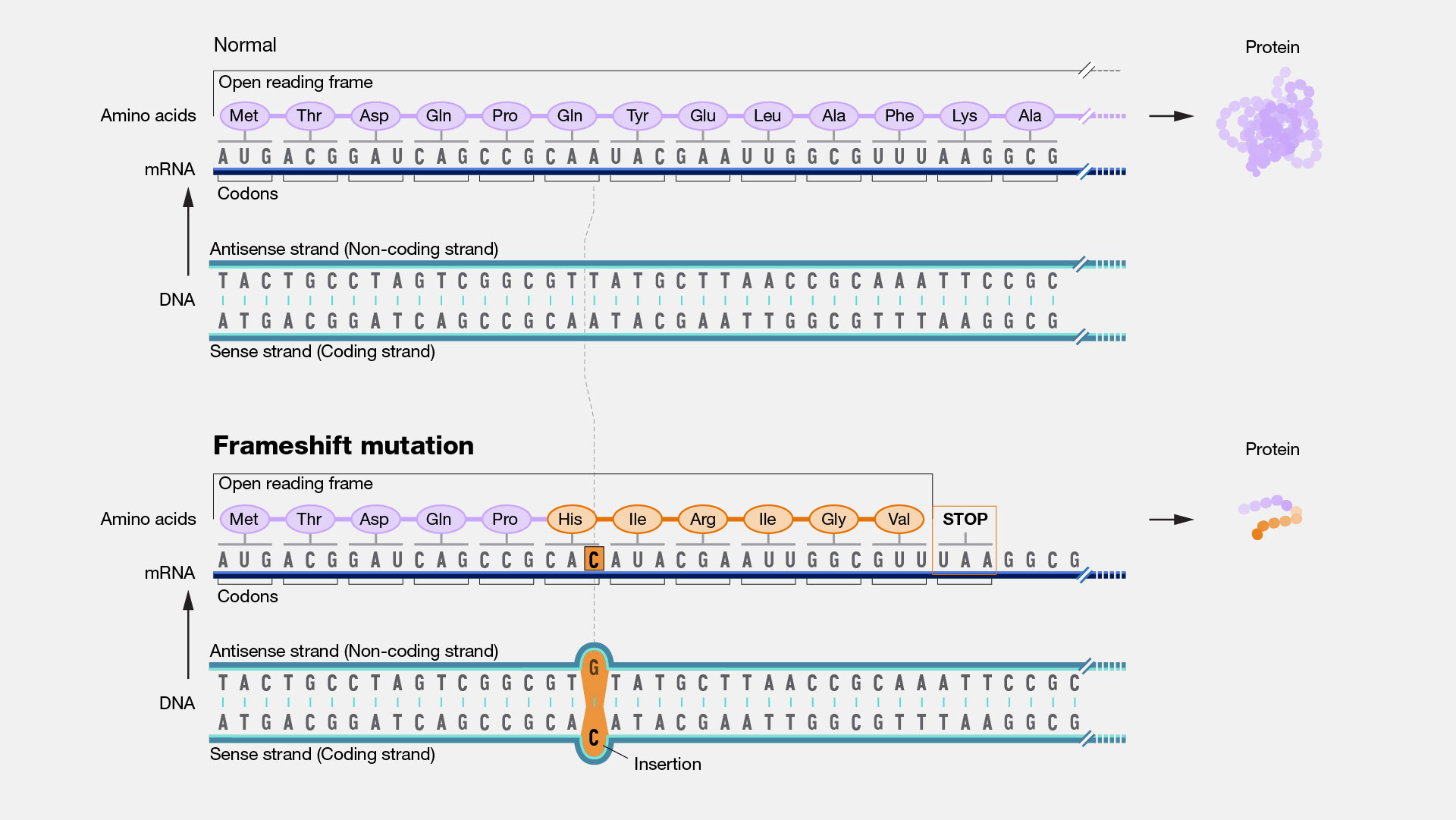 <ul><li><p>deletion/addition of DNA nucleotides that doesn’t add/remove a multiple of 3 nucleotides (cuz dna is read in triplets aka codons)</p></li><li><p>produces non-functional protein <strong>unless</strong> happens late in protein production</p></li><li><p>eg. original DNA: THE FAT CAT ATE HER HAT [remove F] → THE ATC ATA THE ERH AT</p></li></ul><p></p>