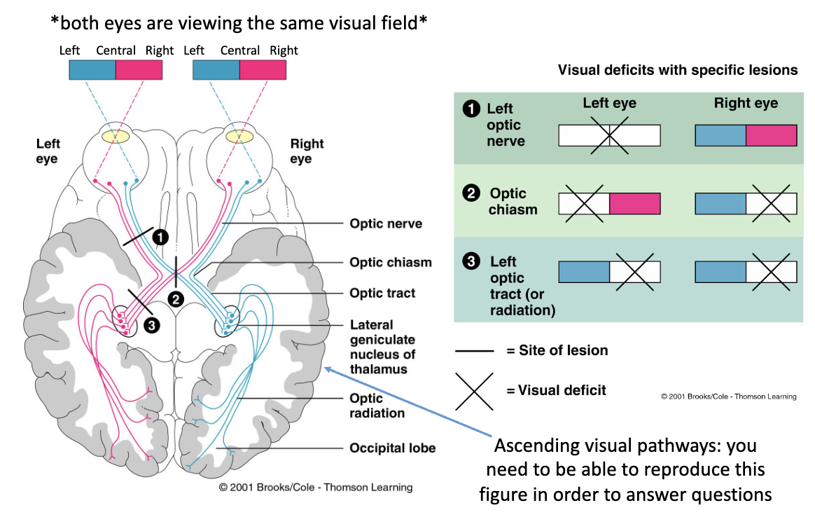 <ul><li><p>To the thalamus</p></li><li><p>The medial axons cross the midline once</p></li><li><p>Information content of the optic nerve, chiasm, and tract are different</p></li></ul><p></p>