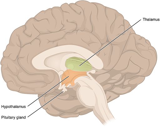 <p>Hypotalamus</p>