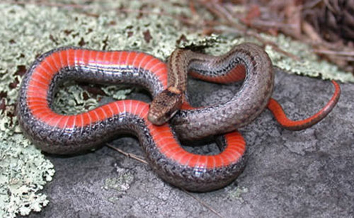 <p>- bright red belly</p><p>- mid-dorsal stripes</p><p>- incomplete ring on neck</p>