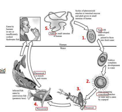 <p></p><p>1. vajíčko</p><p>2. larva koracidium – sežere korýš</p><p>3. larva onkosféra - v dutině tělní se vyvíjí v procerkoid</p><p>4. po pozření rybou - plerocerkoid</p><p>5. v definitivním hostiteli (obratlovec) se vyvíjí tasemnice</p>