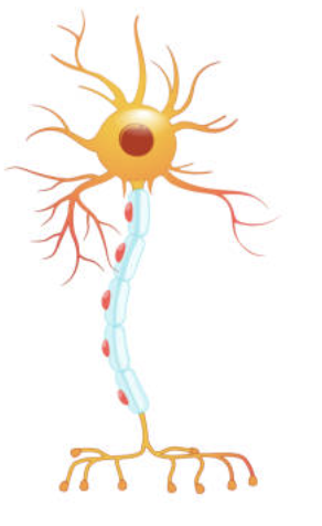<p>State the type of neuron and its role</p>