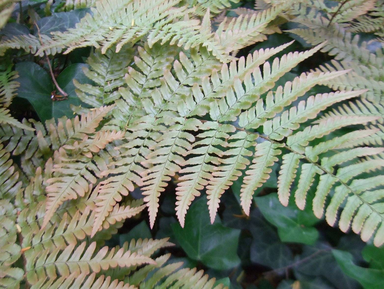 <p>A graceful fern with coppery-orange new fronds that mature to deep green.</p><p>-semi evergreen</p><p>-hold onto some foliage- some winter interest</p><p>-some shady area</p>