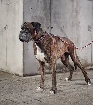 <p>(working group)</p>