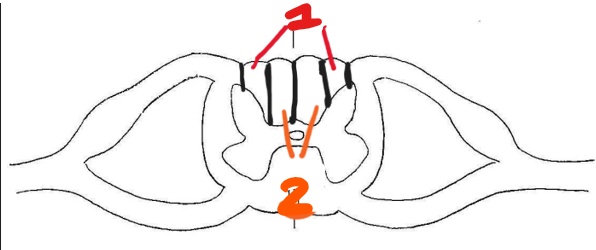 <p>identify structures 1&amp;2</p>