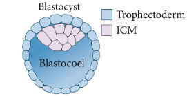<p>Can form all cell types in the body (e.g., embryonic stem cells).</p><p>Inner cell mass (ICM)/ embryonic stem cells generate the embryo proper. </p>