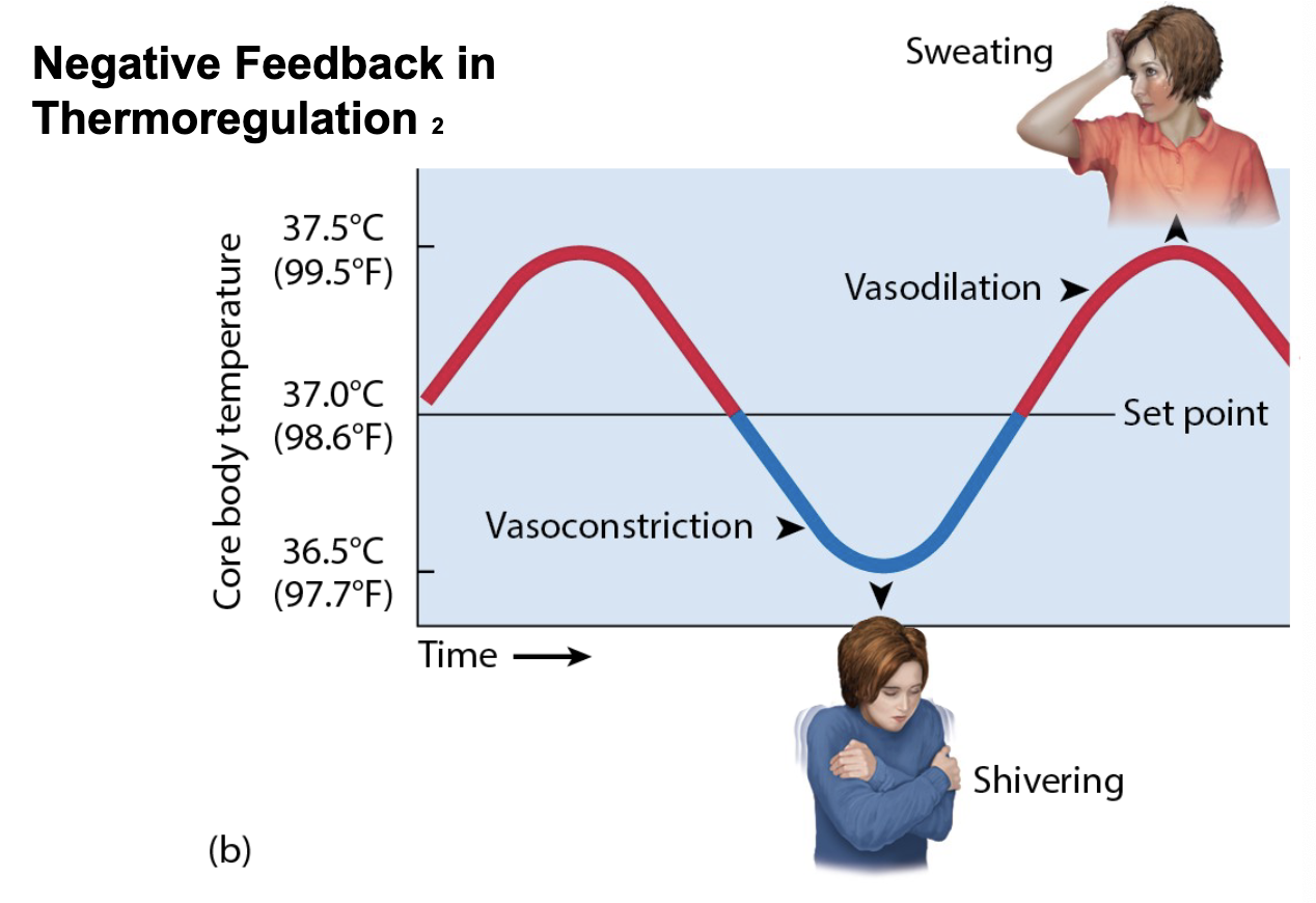 <p><span>Negative feedback</span></p>