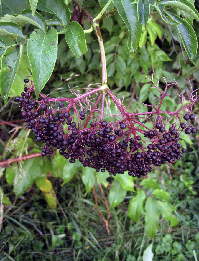 <p><em>Sambucus canadensis</em></p><p>Adoxaceae</p>
