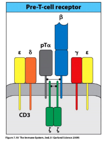<p>-pre-TCR receptor: beta-chain plus invariable pre-T(alpha) chain</p><p>-associates with CD3 signaling complex (analogous to the pre-BCR’s Igalpha/Igbeta complex)</p><p>-tonic ligand-independent signaling</p><p>-key effects: ends all beta-locus rearrangement (degrade RAG), induces proliferation to generate a pool of cells that share the new beta-chain and will subsequently rearrange their alpha-chain loci, induces expression of both CD4 &amp; CD8 → double-positive stage of development</p>
