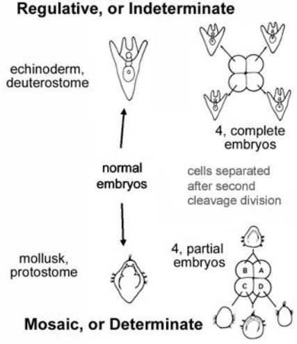 <p>-Protostome: blastopore forms mouth</p><p>-Deuterostome: blastopore forms anus</p><ul><li><p>Determinate (Mosaic)</p><ul><li><p>HIGHLY influenced by development of cytoplasm</p></li><li><p>What makes twins and so on  to be possible</p></li></ul></li><li><p>Indeterminate (Regulative)</p></li></ul>