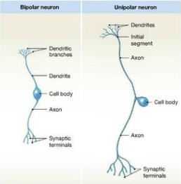 <p>-afferent (conduct input to CNS)</p><p>-unipolar and bipolar</p>