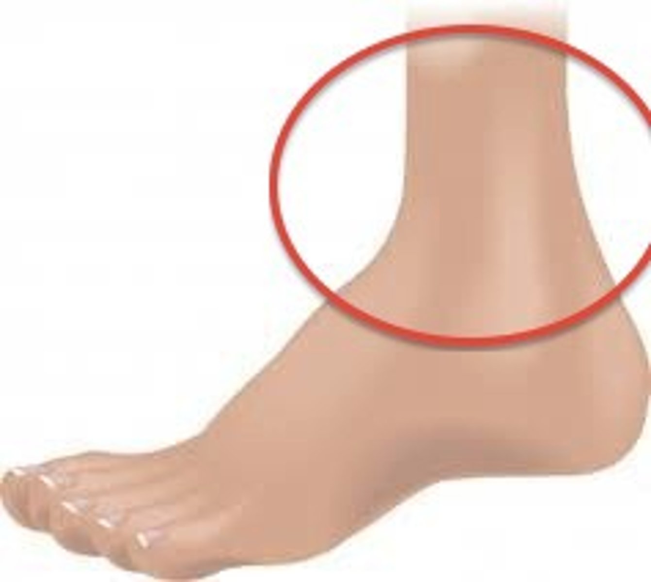 <p>ankle</p>