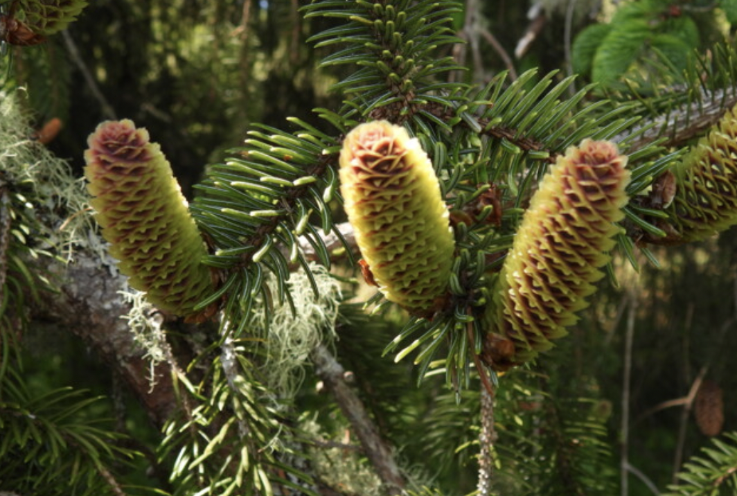 <p>identify by cones</p>