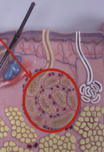 <p>armpit, groin</p>