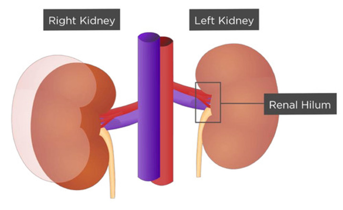 <p>the vessels, nerves, and ureter connect to the kidney</p>