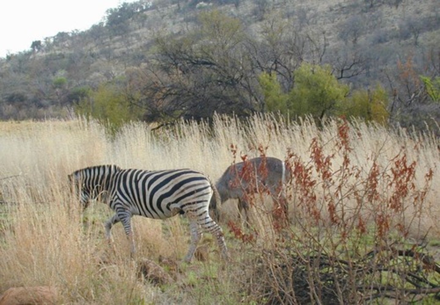 <p>Competition between individuals of different species, for example, zebras and gazelles grazing on the same grassland.</p>