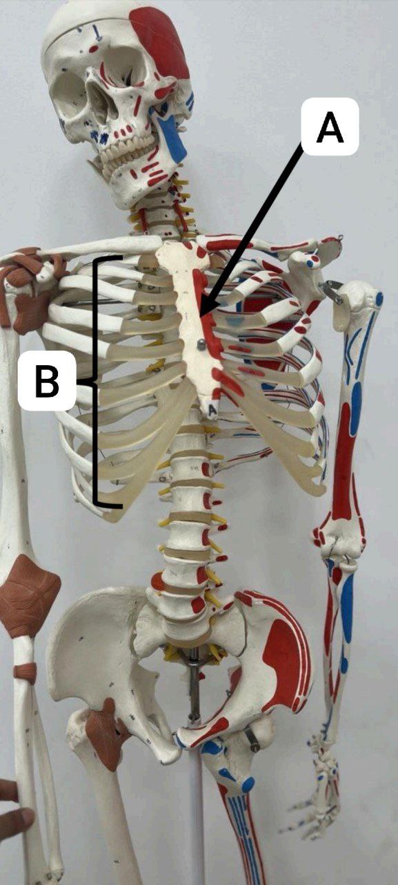 <p>Identify the bone, and classify according to position and shape</p>