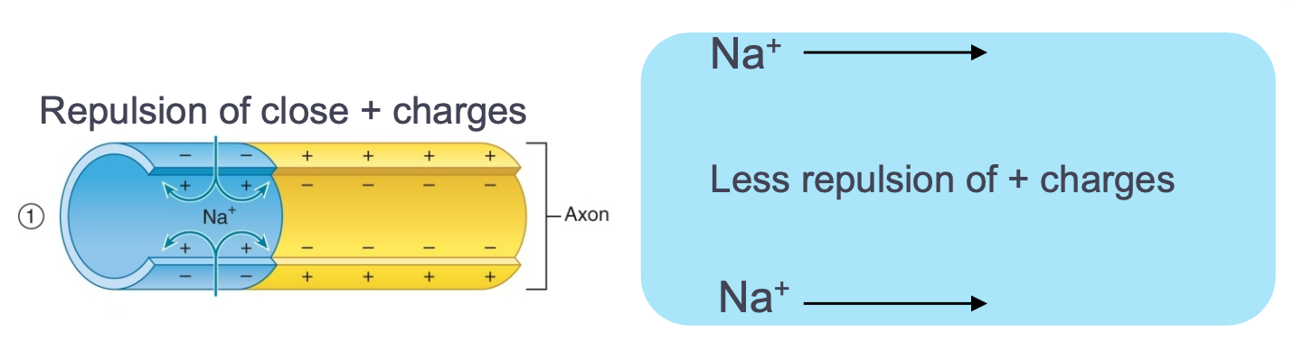 
1. Can be affected by two factors

   
   1. Myelination
   2. Diameter
2. Diameter of axon

   
   1. Increased diameter of neuron reduces resistance to the spread of charges
3. Examples

   
   1. Thin, unmyelinated neuron speed = 1.0m/sec
   2. Thick, myelinated neuron speed = 100m/sec (faster)