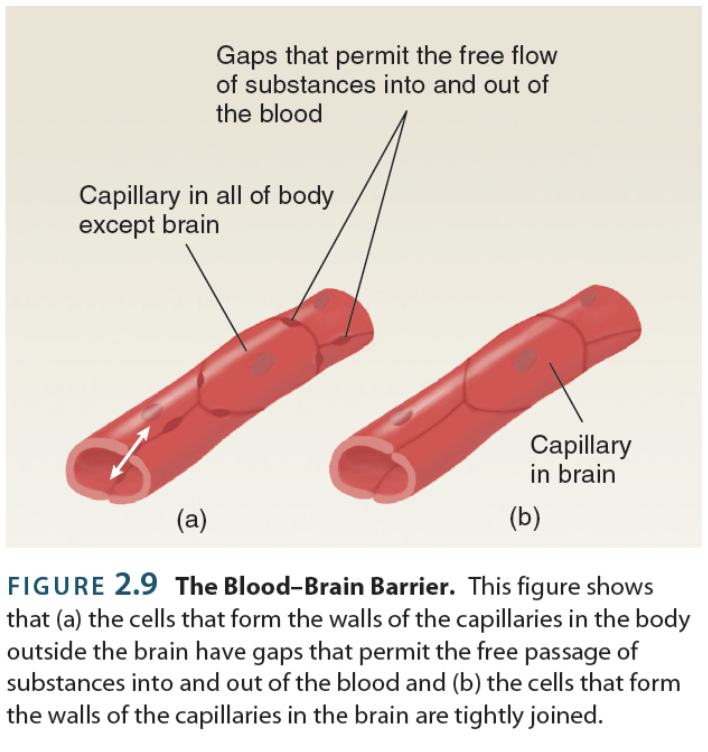 <p>→ refers to the CNS’ lack of participation in the lymphatic system</p><ul><li><p>Dye injected into bloodstream will dye all tissue except for <strong>spinal</strong> <strong>cord</strong> + <strong>brain</strong></p></li><li><p>This is because the CNS doesn’t have open capillaries (vessels don’t have gaps or holes like other tissues, which permit free flow of substances in and out of blood)</p></li><li><p>CNS produce their own solution (CSF) by deliberately selecting components from the blood (there’s no leakage)</p></li></ul><p></p>
