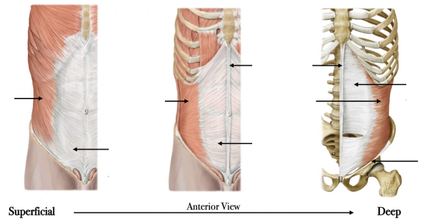 <p>Anterolateral Abdominal Wall - Muscles</p>