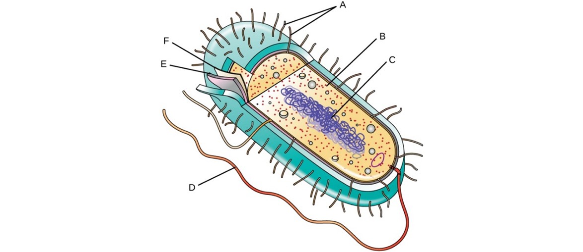 <p>Label the structure of a bacterium  </p>