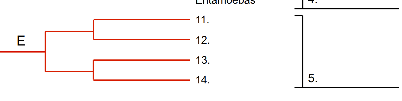 <p>5 (Eukarya) </p>