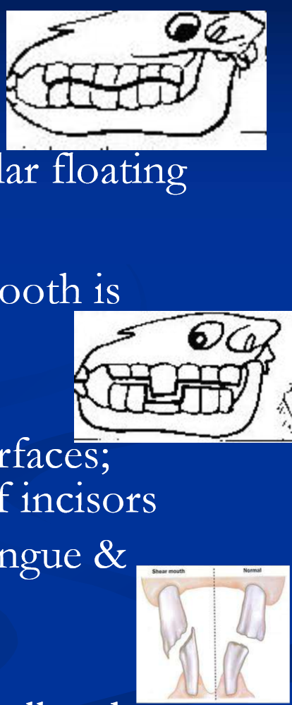 <ul><li><p>wave mouth: </p><ul><li><p>older horses, usually at P4-M1; manage with regular floating </p></li></ul></li><li><p>step mouth: </p><ul><li><p>“overgrowth” of cheek tooth because opposing tooth is absent; manage with cutting and or frequent rasping </p></li></ul></li><li><p>shear mouth: </p><ul><li><p>excessive angle of the upper and lower occlusal surfaces; related to narrow mandible; causes “tilt” profile of incisors </p></li><li><p>creates razor sharp teeth causing lacerations of tongue and cheeks; frequent floating of cheek teeth </p></li></ul></li><li><p>smooth mouth </p><ul><li><p>extreme wear of crown surfaces in older horses; pelleted feeds and removal of points </p></li></ul></li></ul><p></p>