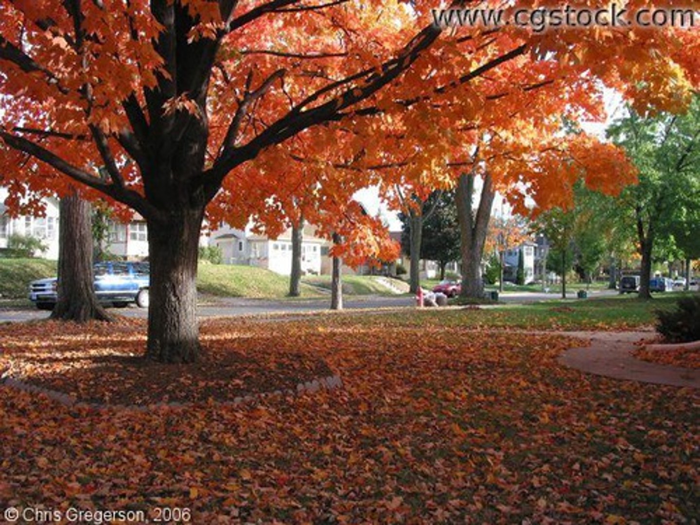 <p>Trees and shrubs that shed their leaves at the end of the growing season</p>