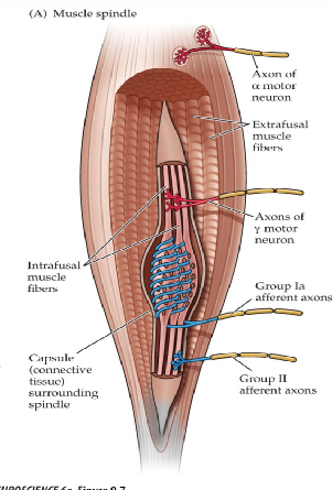<p>monitors stretch and tension in tendons</p>